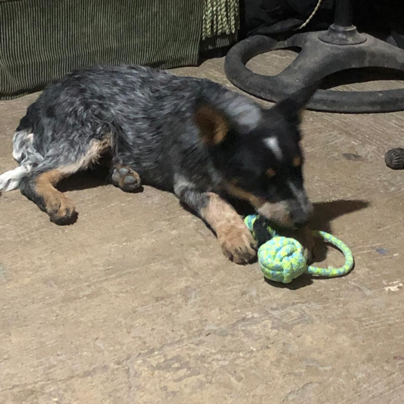 Rambo